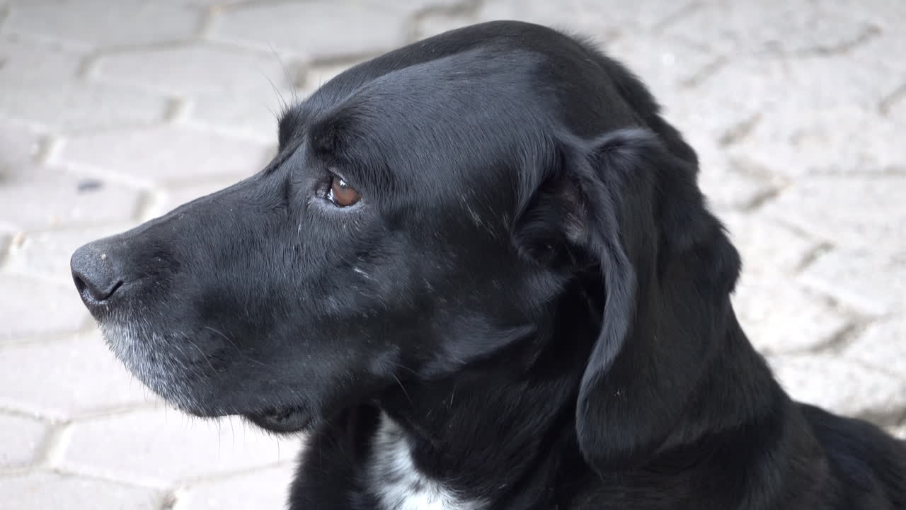 Close up of a black labrador retriever looking around outside