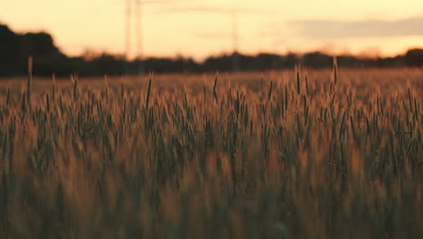 Langsames-Schwenken-über-Ein-Weizenfeld-Bei-Sonnenuntergang-Zur-Goldenen-Stunde