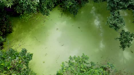 Aerial-view-of-deep-green-forest-or-jungle-at-rainy-season