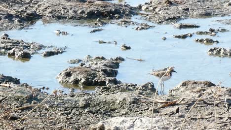 little-sandpiper-in-the-lagoon-of-mallorca