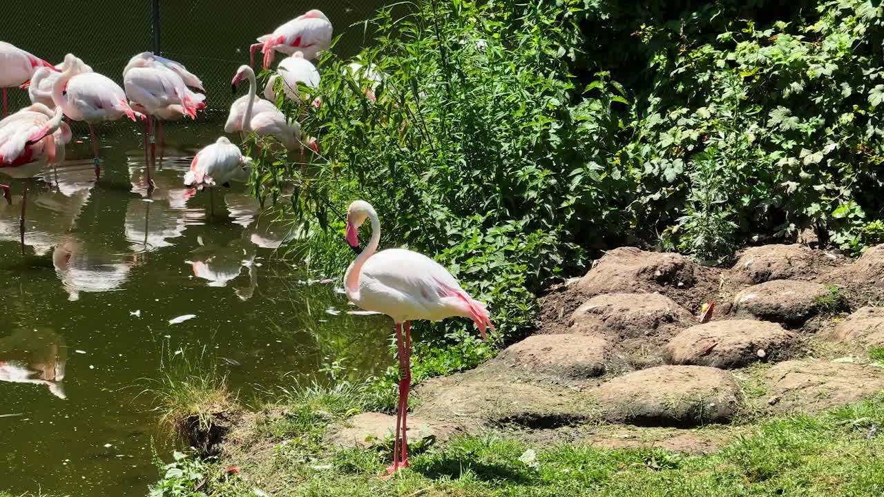 Sunny flamingos by water. A group of flamingos relaxes by a pond, enjoying the warm sunshine and surrounding greenery in the afternoon