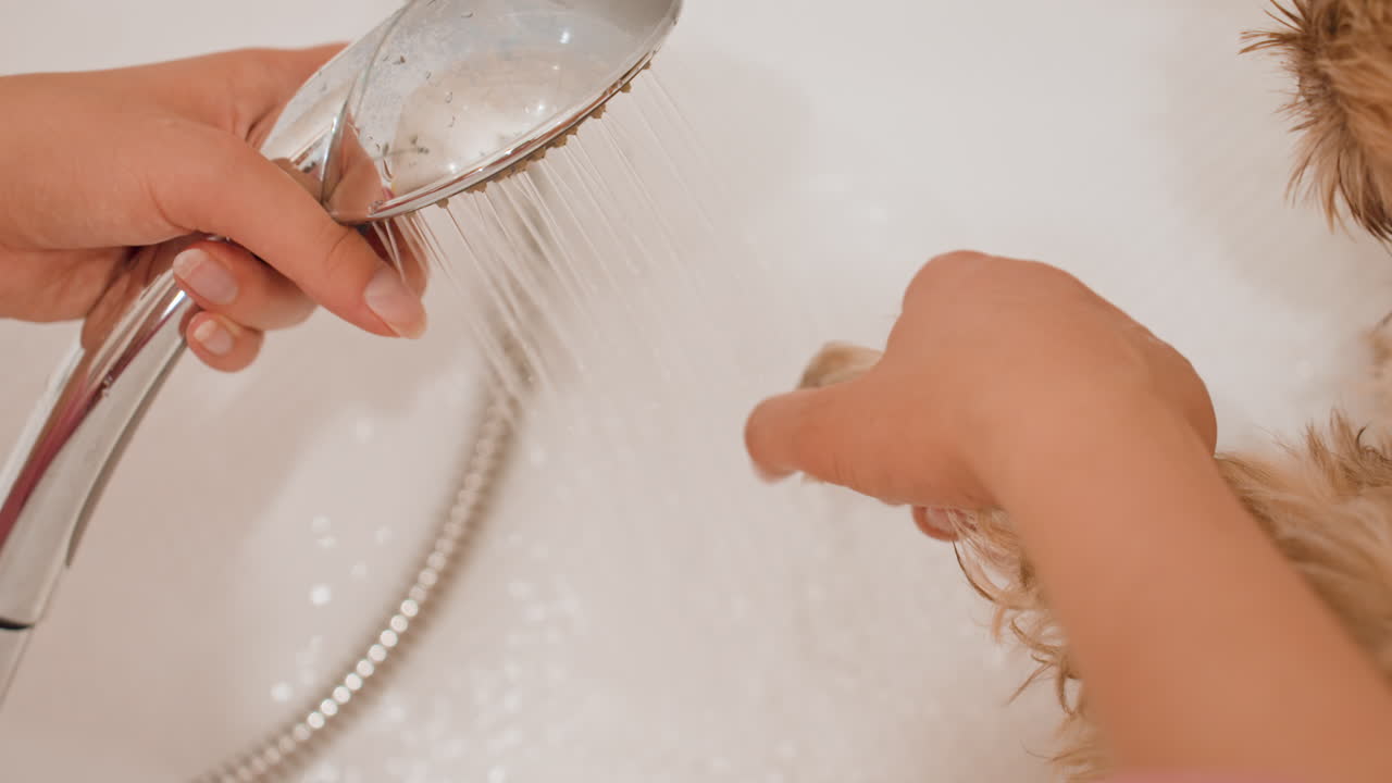 Owner Carefully Bathes Puppy In Bathroom, Gently Washing Young Dog During Caring Grooming Routine, Owner Patiently Cleans Little Puppy As Part Of Caring Grooming Process In Bathroom