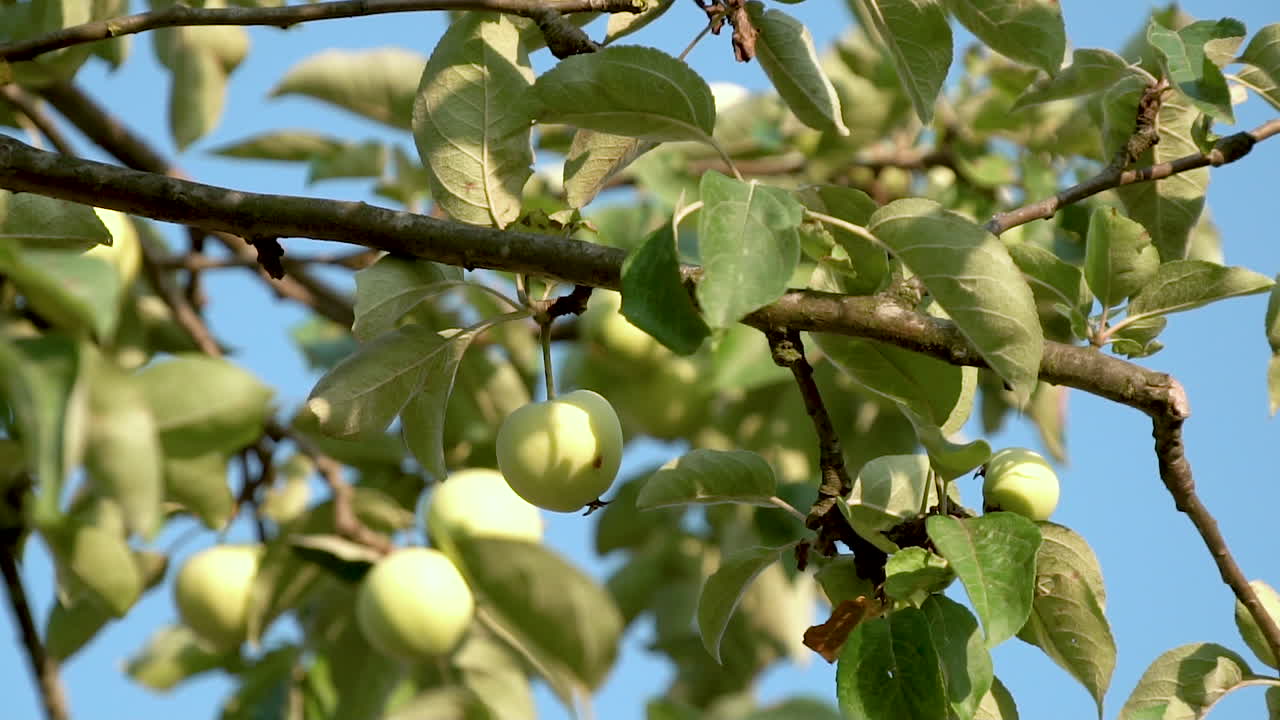manzanas verdes en la rama del manzano en el fondo del cielo azul durante el día