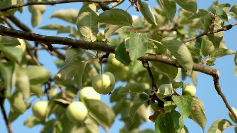 green apples on the apple tree branch on blue sky background daytime