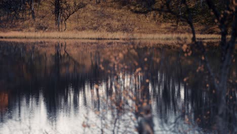 gloomy autumn forest and the grey sky reflected in the mirrorlike surface of the lake