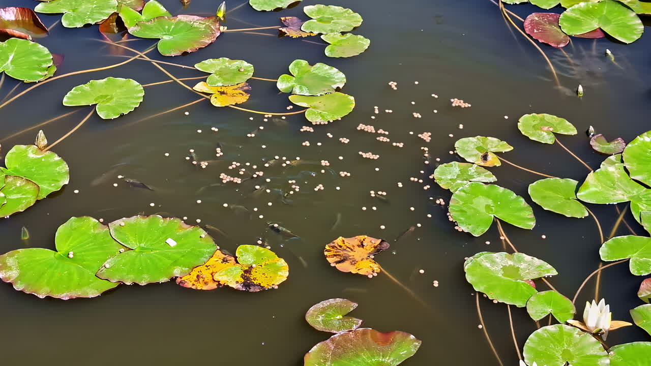 Fish feed at the surface in a pond with water lilies