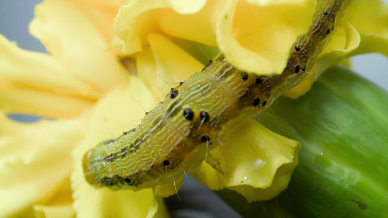 insecto oruga en busca de alimento en la flor