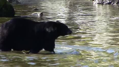 Oso-Negro,-Pescando-Salmón-En-Ketchikan,-Alaska