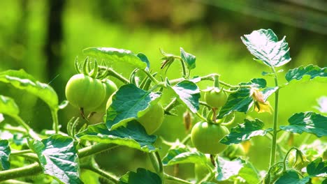 organic vegetable food, green immature tomatos, close up