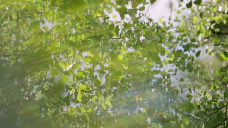 Artistic-footage-of-aspen-leaves-quaking-in-the-wind