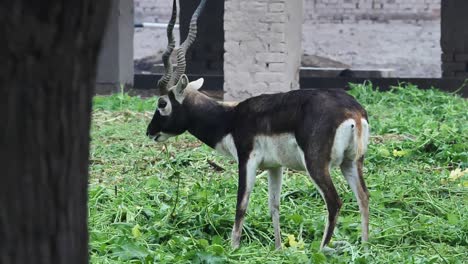 Toma-En-Cámara-Lenta-De-Buck-Negro-En-Un-Animal-Silvestre-Salvaje-Y-Hermoso-En-El-Bosque-Ciervo-Blackbuck-Macho-En-Pakistán