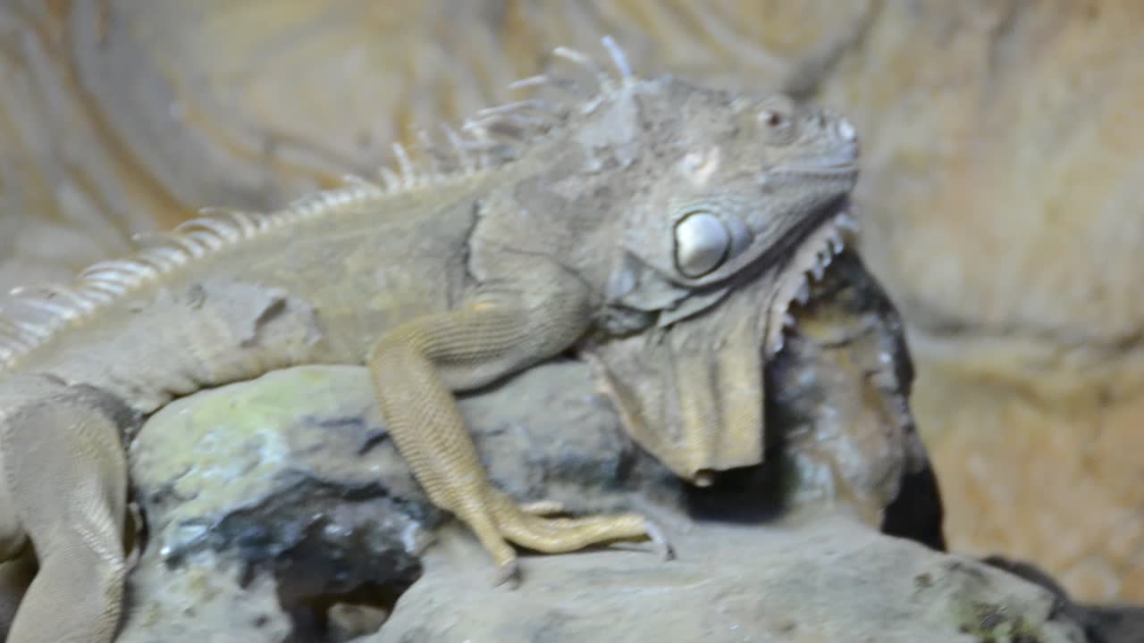 Iguana
