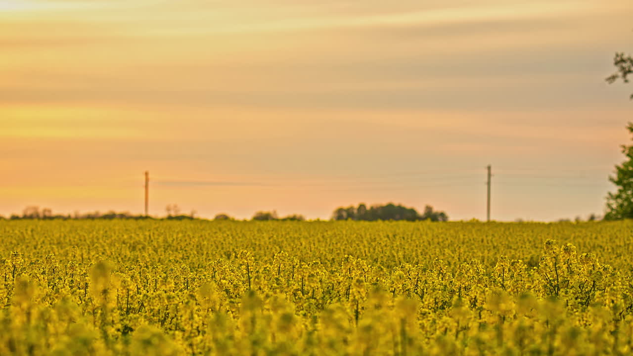timelapse del campo de flores de colza durante la tarde en timelapse