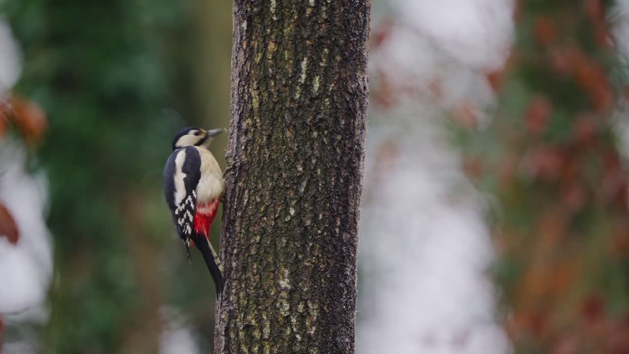 Woodpecker clings to mossy bark, still and alert, forest backdrop