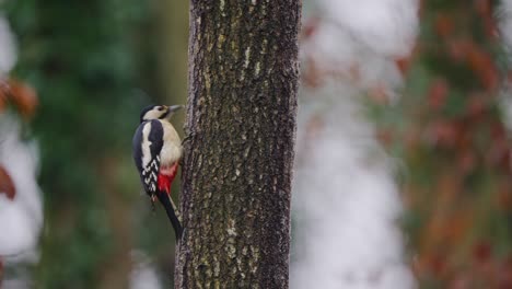 woodpecker clings to mossy bark, still and alert, forest backdrop