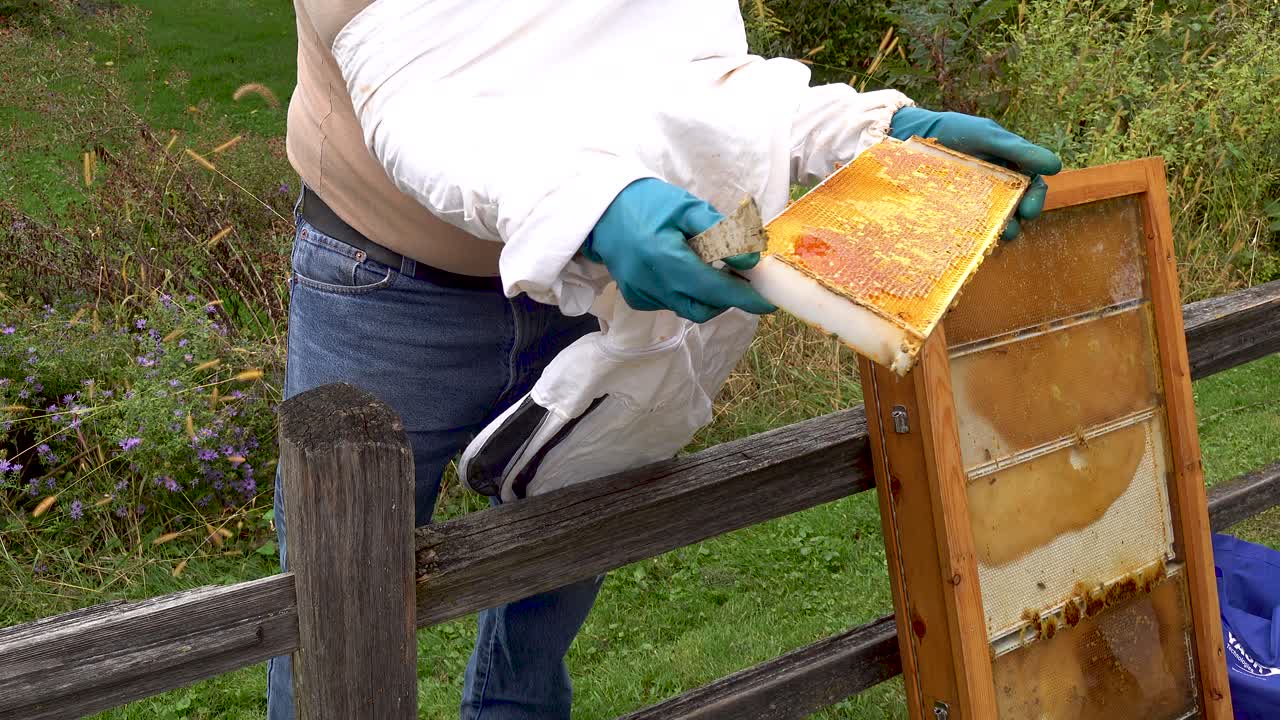 apicoltore che lascia che le persone mangino miele fresco da un alveare 4k