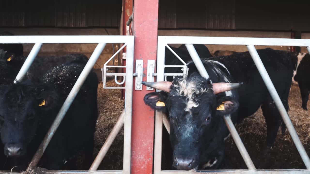 일하는 농장에서 이른 아침에 구유에서 먹는 소에 대한 소식