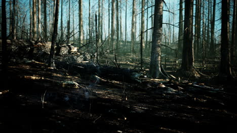 Waldbrand-Und-Umgestürzter-Baum-Werden-Mit-Viel-Rauch-Bis-Auf-Die-Grundmauern-Niedergebrannt