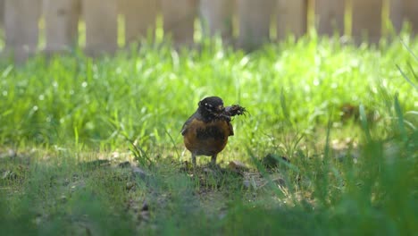 robin bird is searching for worms in the warm spring weather