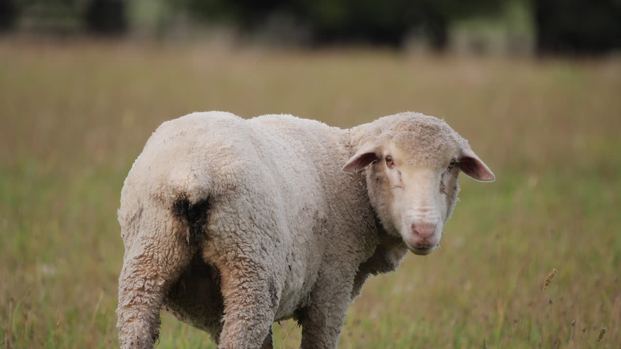cerca de ovejas en paddock