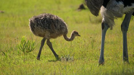 foto de perfil de un avestruz recién nacido caminando por la hierba hacia su padre