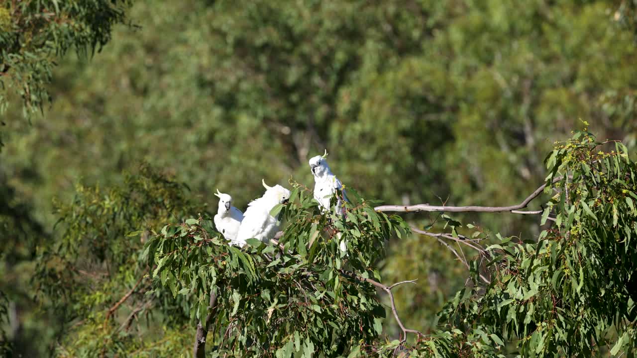 황색 질의 카카투가 나가지에서 사회화하고 있습니다.
