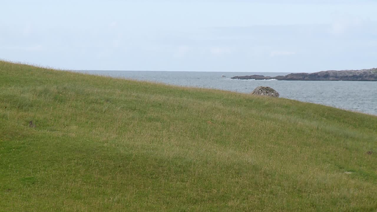 해리스 섬의 hushinish 근처에 있는 일부 토끼의 총