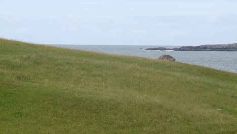 Una-Foto-De-Algunos-Conejos-Cerca-De-Hushinish-En-La-Isla-De-Harris