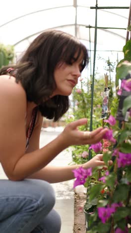 gardener smelling bougainvillea flowers in greenhouse. vertical