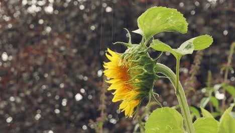 Rainy-day-in-garden,-sunflower-on-dark-background-with-rain