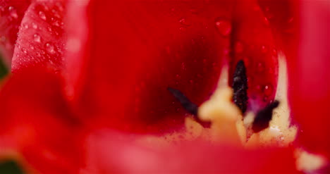 tulipanes de flores frescas sobre fondo negro 15