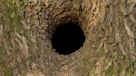 gran agujero negro en el árbol, agujero de árbol grande