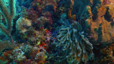 anemone on the reef in cancun mexico