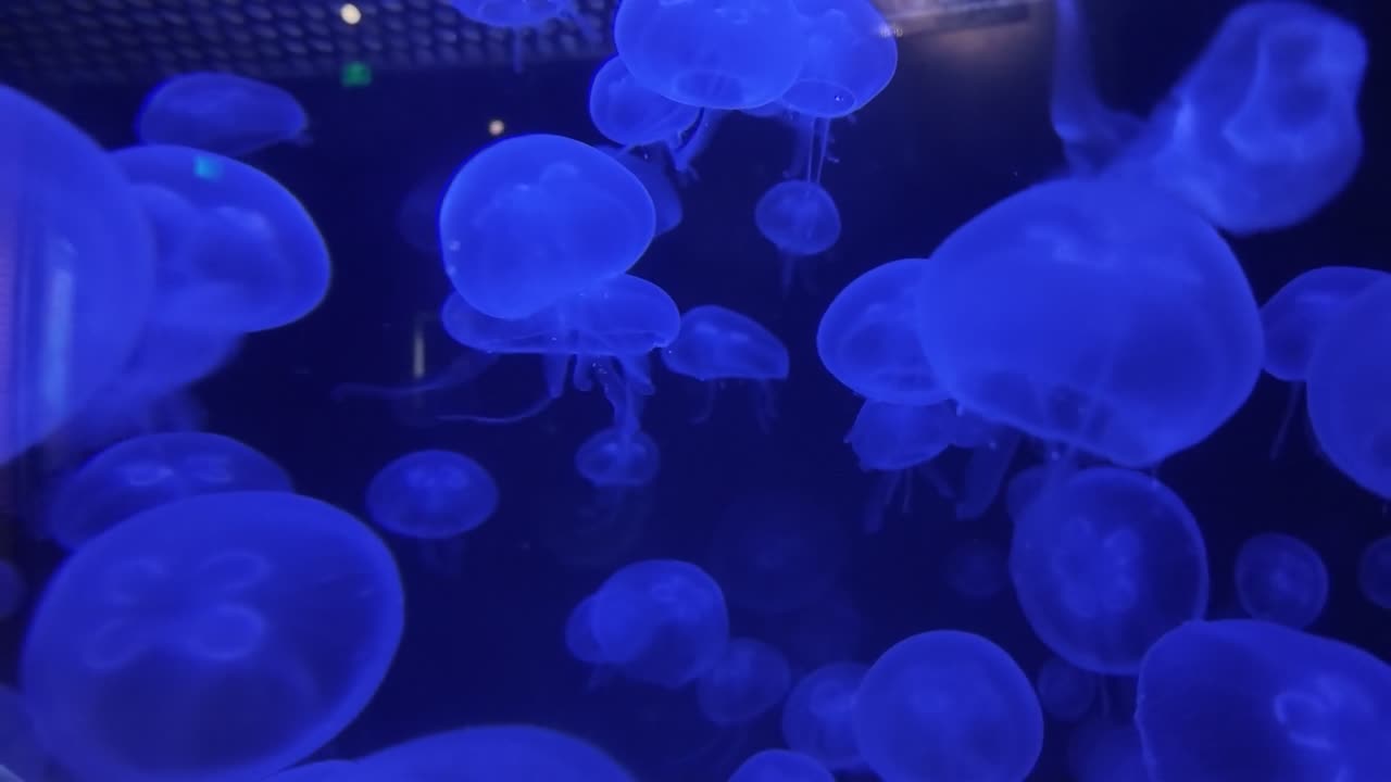A tranquil scene of jellyfish gliding gracefully in an aquarium. Their soft, glowing movements evoke peace and serenity, perfect for projects focusing on nature, calmness, or aquatic life.