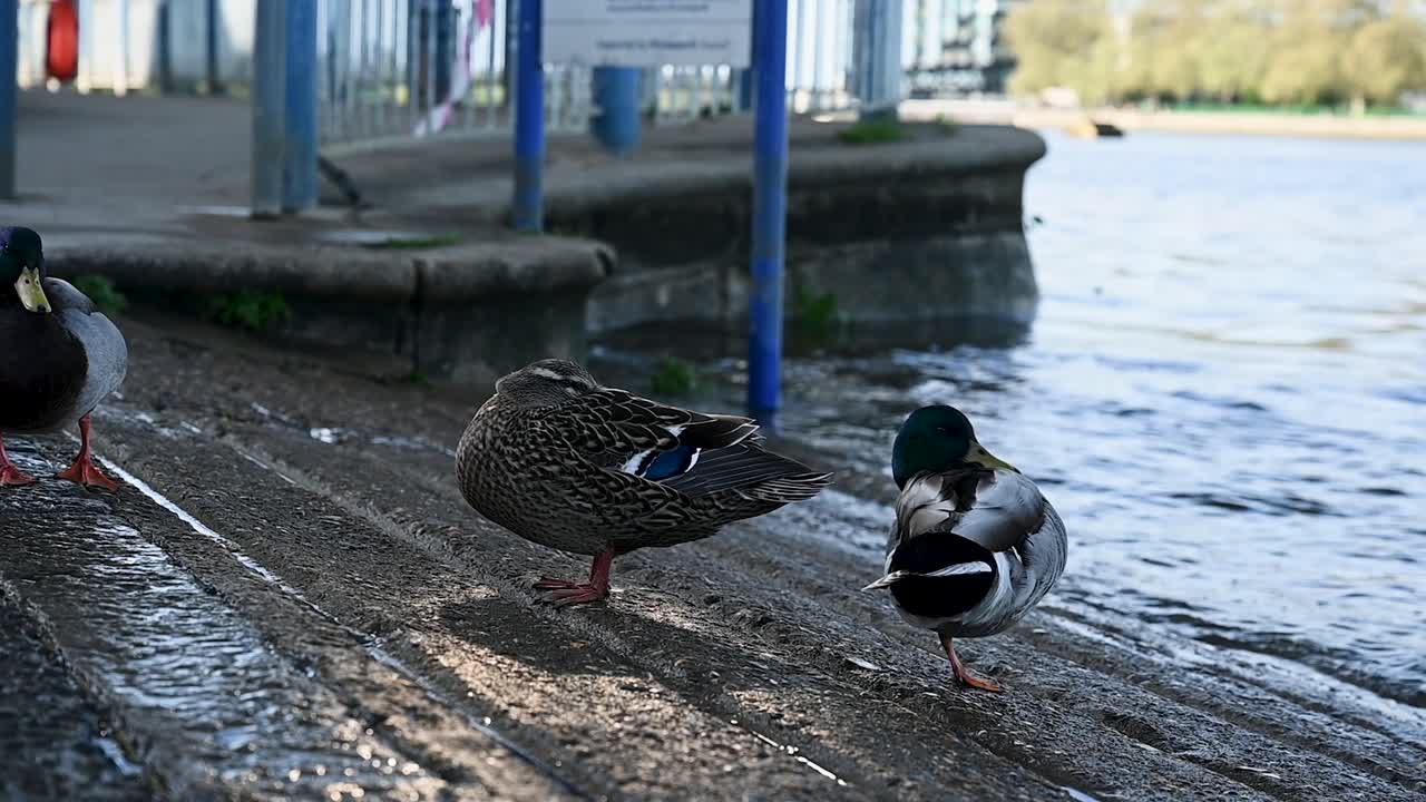 Male and Female Mallard Ducks in Putney, London, United Kingdom
