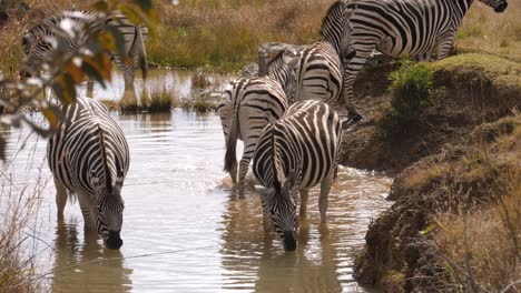 una manada de cebras en un abrevadero entre las altas hierbas de la sabana sudafricana
