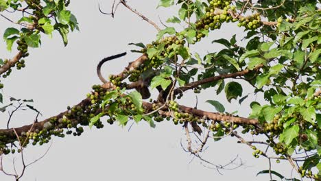 Moving-to-the-right-looking-for-some-fruits-to-eat,-Three-striped-Palm-Civet-Arctogalidia-trivirgata,-Thailand