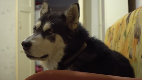 woman stroking her alaskan malamute dog