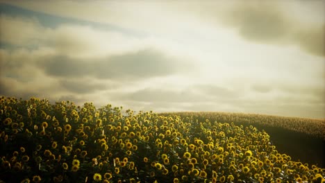 Sunflower-field-and-cloudy-sky