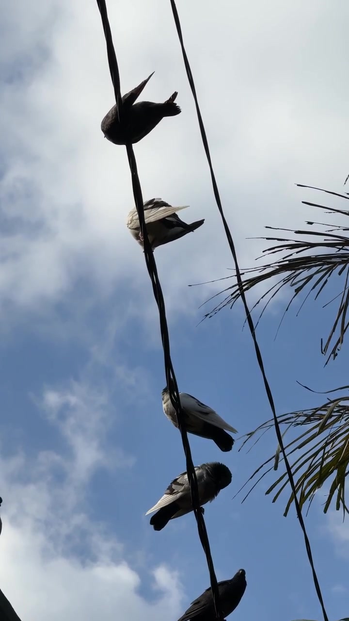 Piccioni appollaiati sui cavi elettrici contro un cielo blu nuvoloso.