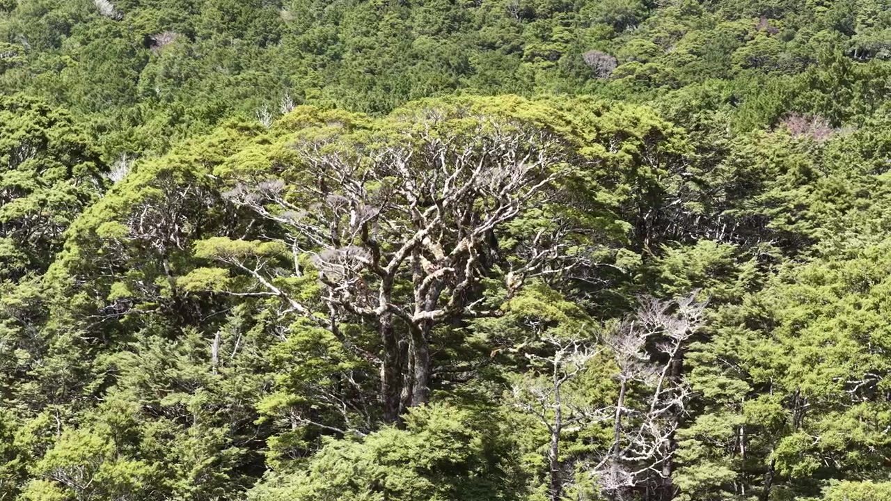 Vista ravvicinata di un albero autoctono maturo che si erge sopra una fitta foresta nell'Isola del Sud della Nuova Zelanda. Una ricca chioma verde e le texture naturali del bosco evidenziano la biodiversità della regione.