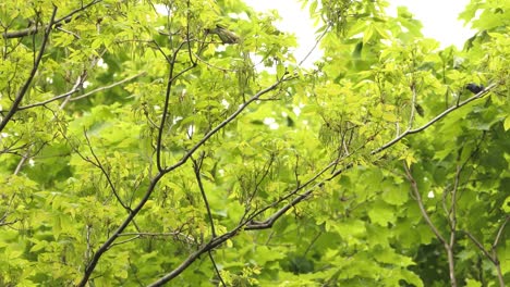 two philadelphia vireo jumping from branch to branch looking for food