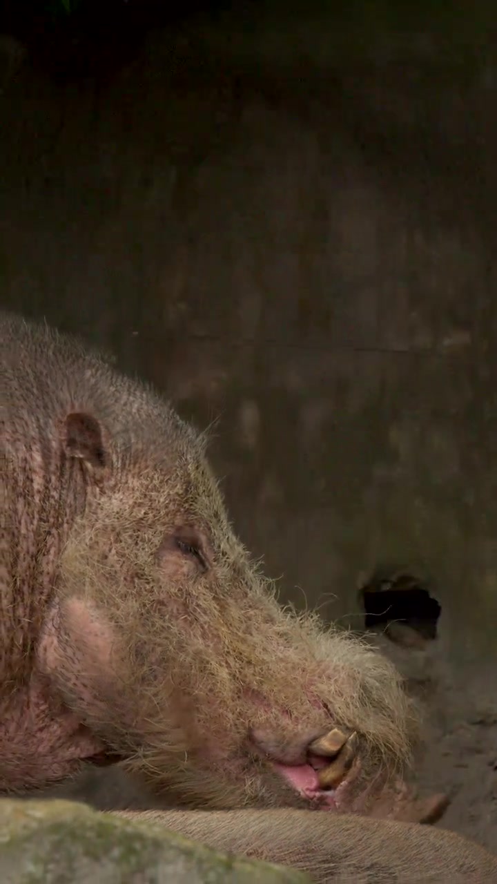 Un primo piano di profilo laterale mostra un maiale barbuto del Borneo che riposa in un recinto ombreggiato.