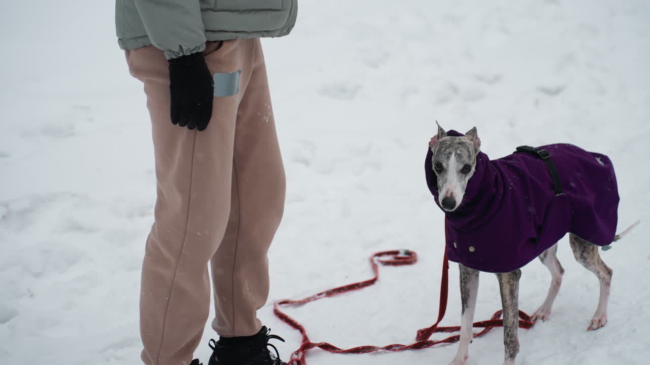Dog dressed in purple winter coat lifts paw and interacts with woman in green jacket and gloves during snowy outdoor training session, showing obedience, connection in winter environment