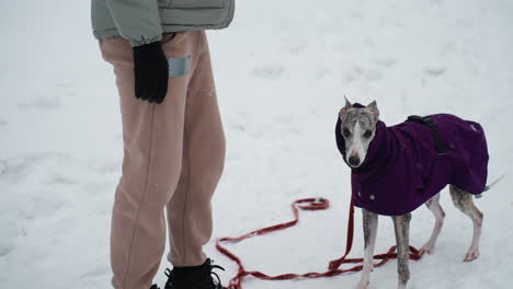 dog dressed in purple winter coat lifts paw and interacts with woman in green jacket and gloves during snowy outdoor training session, showing obedience, connection in winter environment