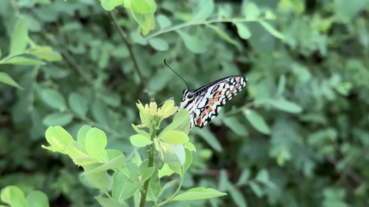 Bellissima farfalla con ali arancioni e nere che riposa su foglie verdi.