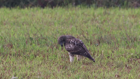 a red tailed hawk walking around in a grass field in the summer