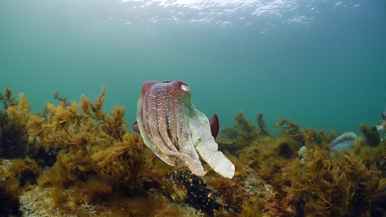 sepia gigante australiana sepia apama migración whyalla sur de australia 4k cámara lenta, apareamiento, puesta de huevos, lucha, agregación, bajo el agua