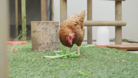 hen eating leaf of lettuce on farm