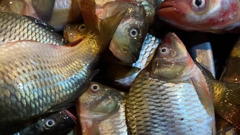 close up pan across raw fresh fish